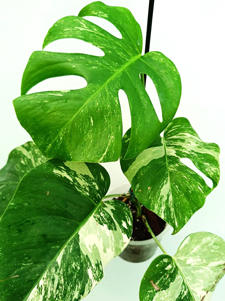 Monstera albo variegata