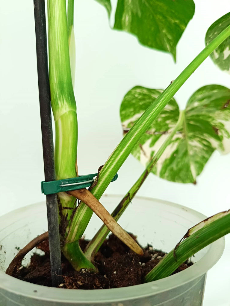 Monstera albo variegata