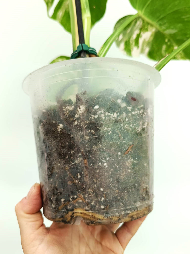Monstera albo variegata