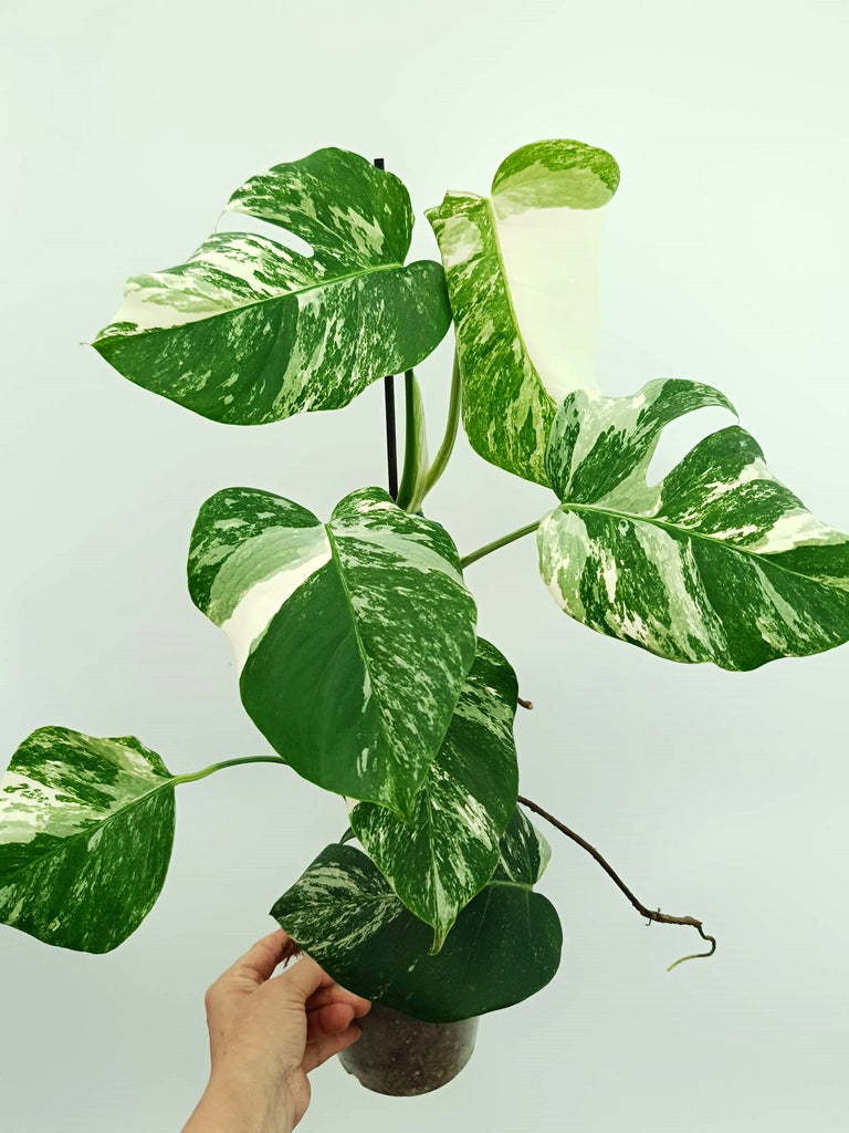 Monstera albo variegata
