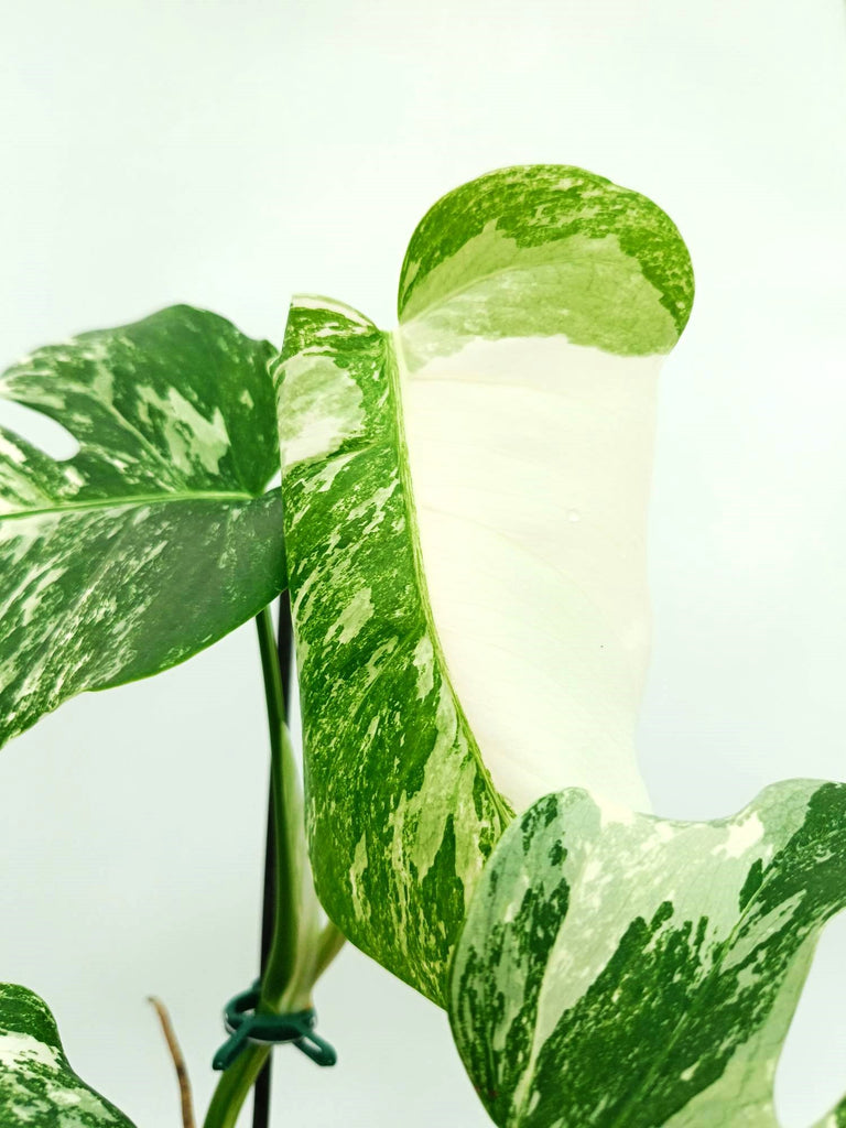 Monstera albo variegata