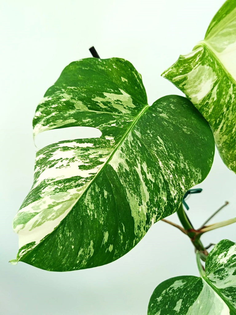 Monstera albo variegata