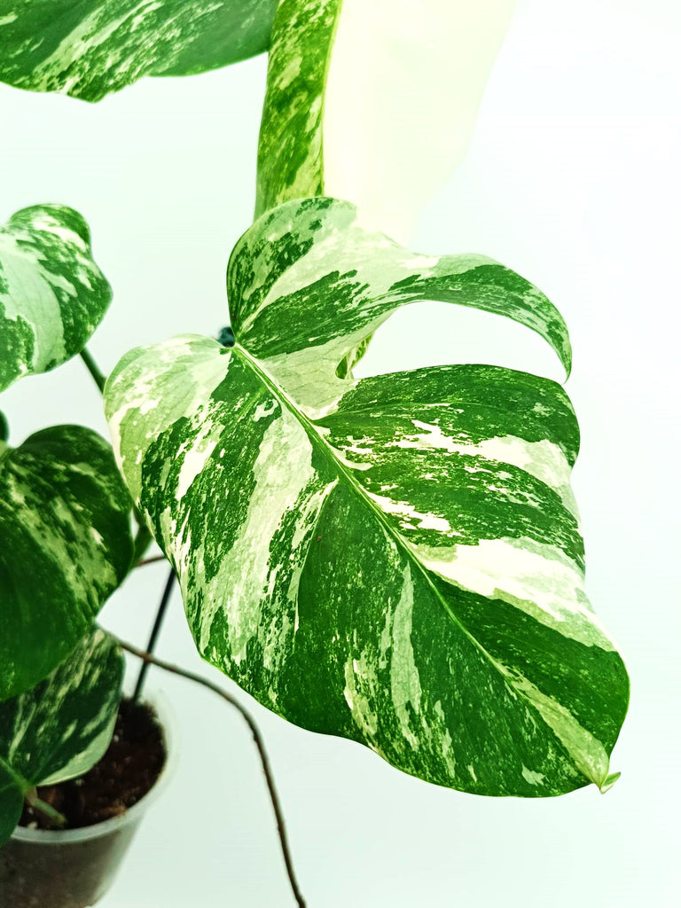 Monstera albo variegata