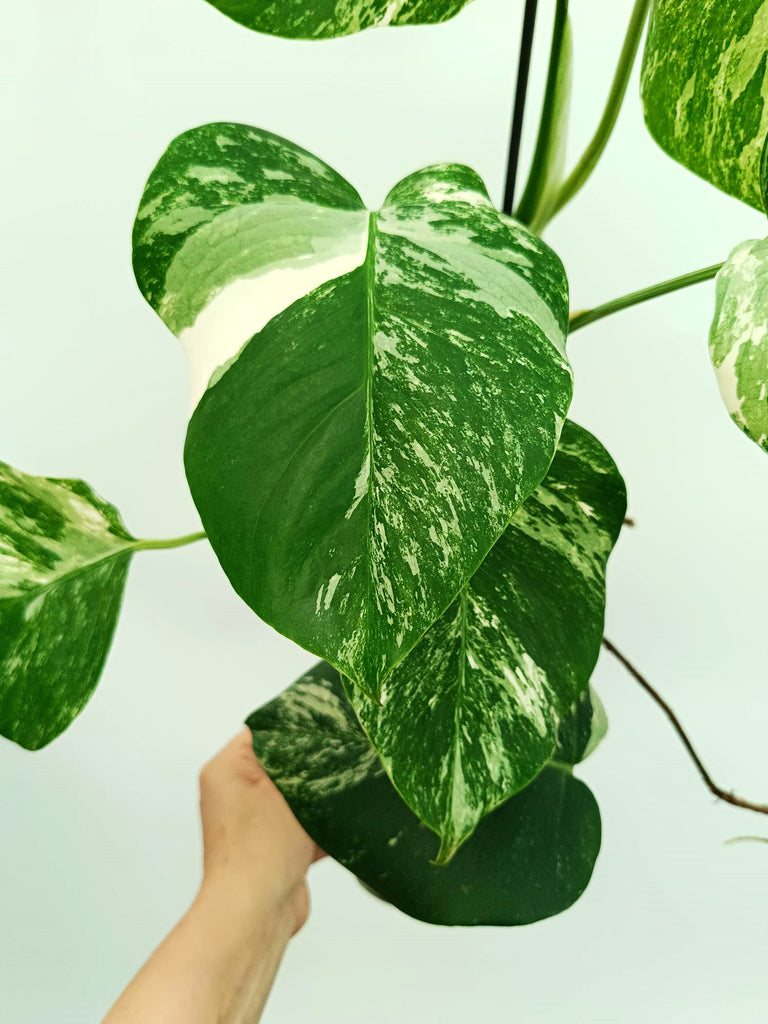 Monstera albo variegata