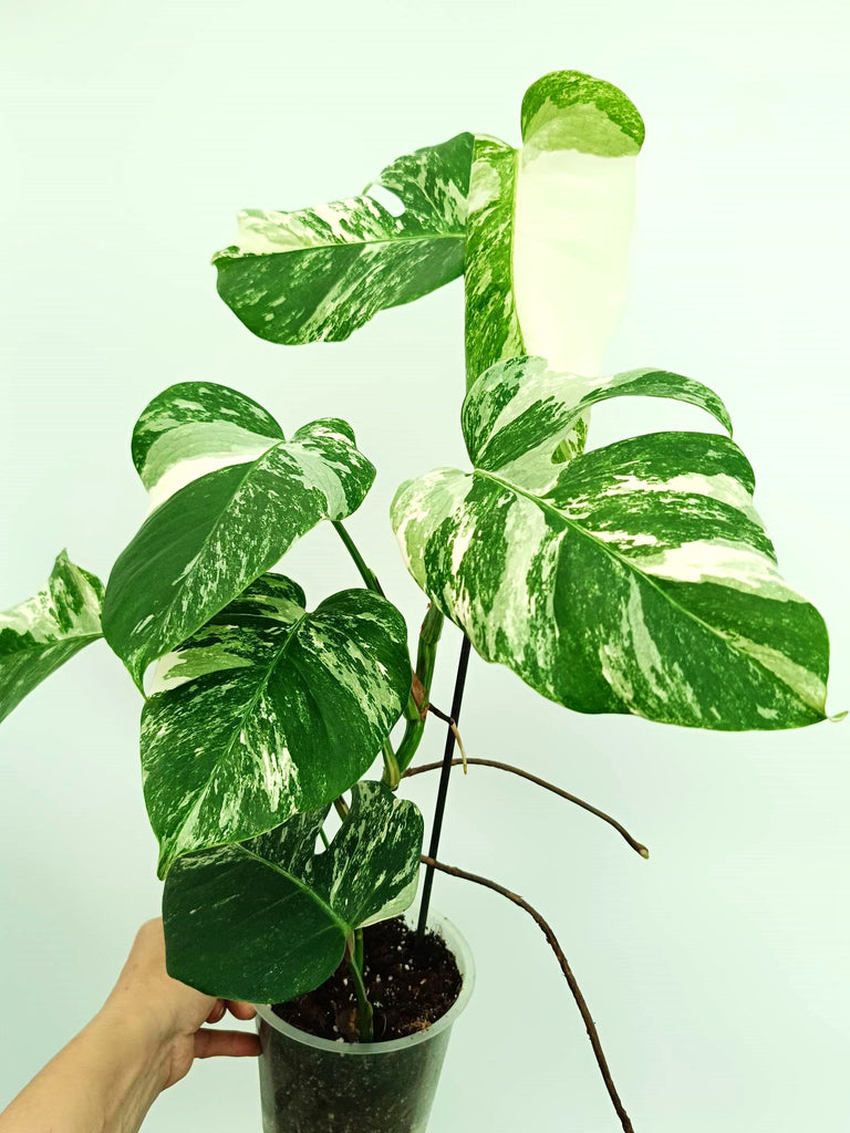 Monstera albo variegata