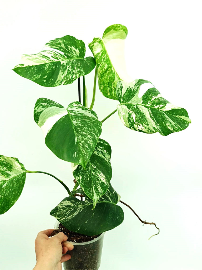 Monstera albo variegata