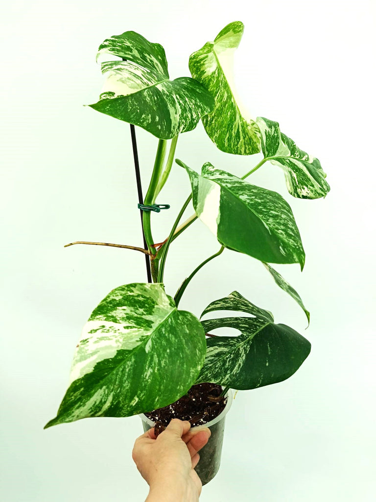 Monstera albo variegata
