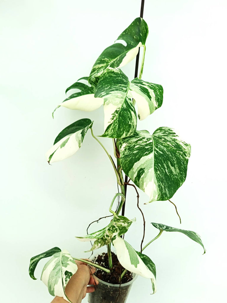 Monstera albo variegata