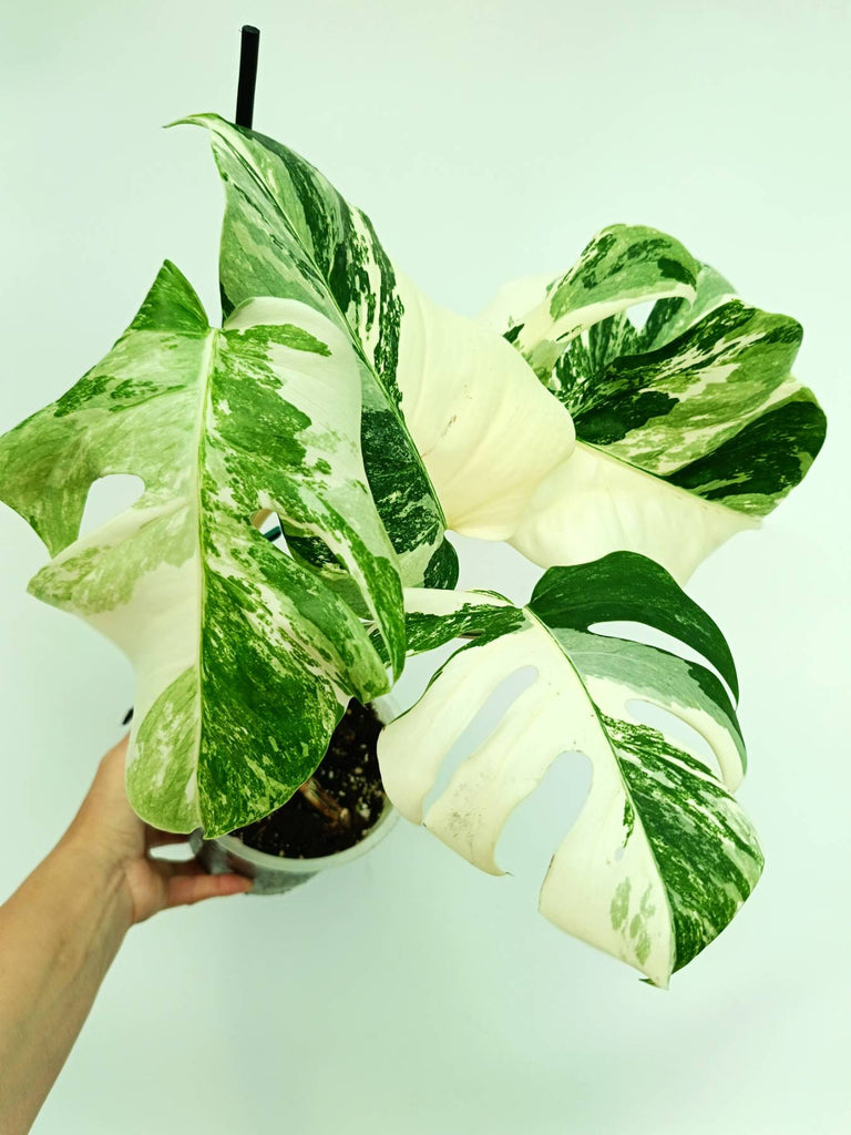 Monstera albo variegata EXTRA WHITE
