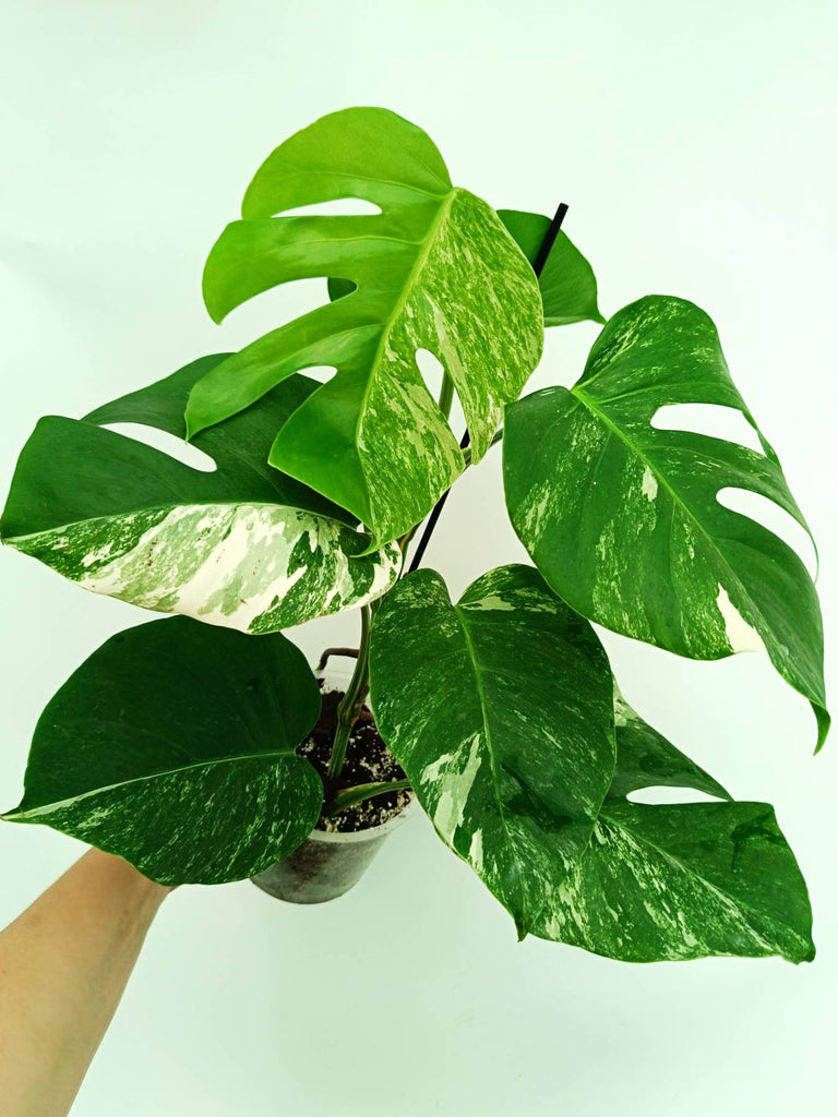 Monstera albo variegata