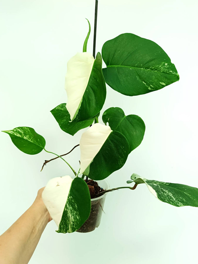 Monstera albo variegata HALFMOON SOLID WHITE