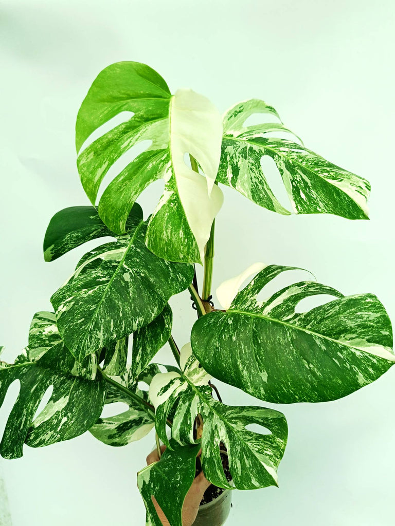 Monstera albo variegata