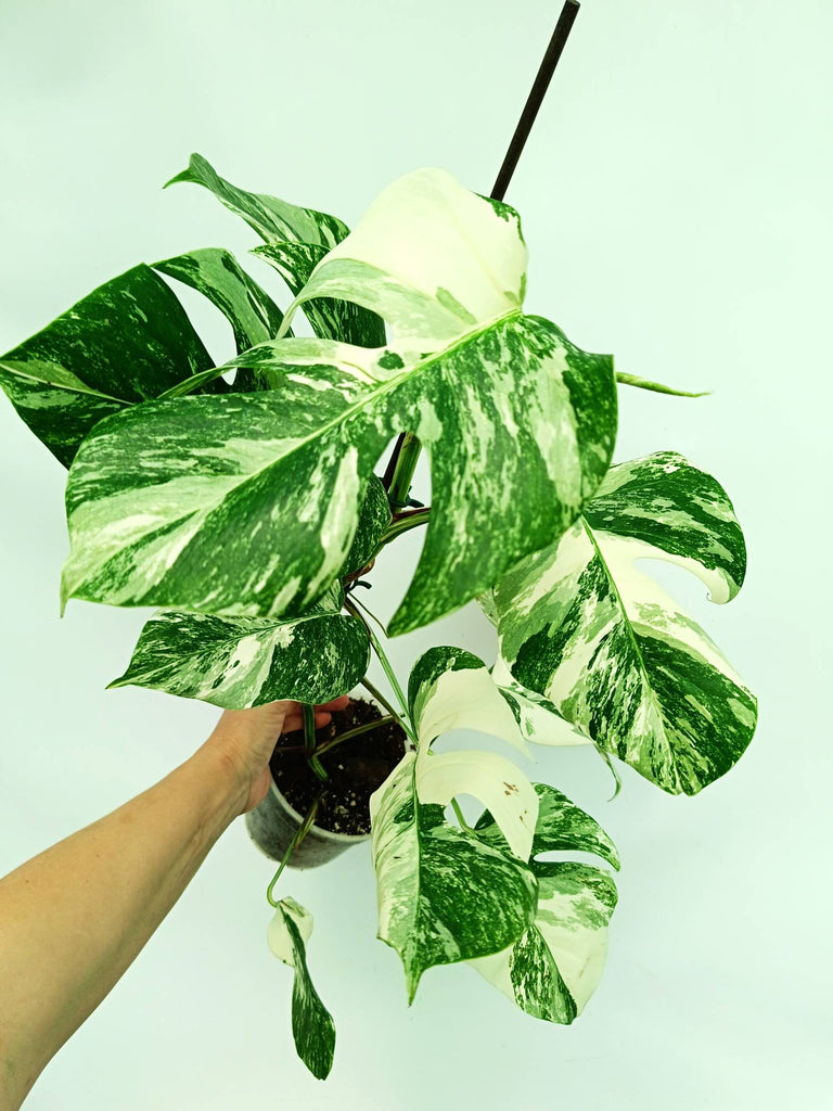 Monstera albo variegata