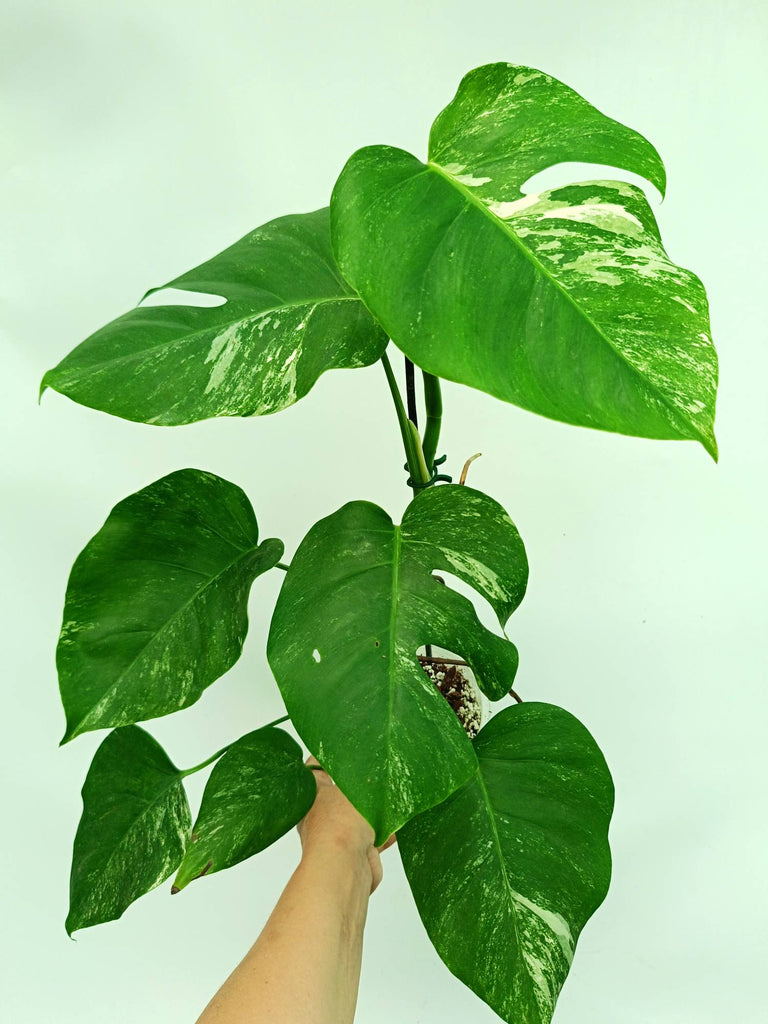 Monstera albo variegata