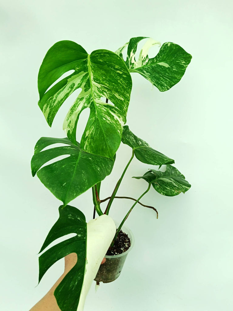 Monstera albo variegata