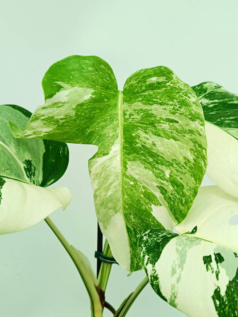 Monstera albo variegata