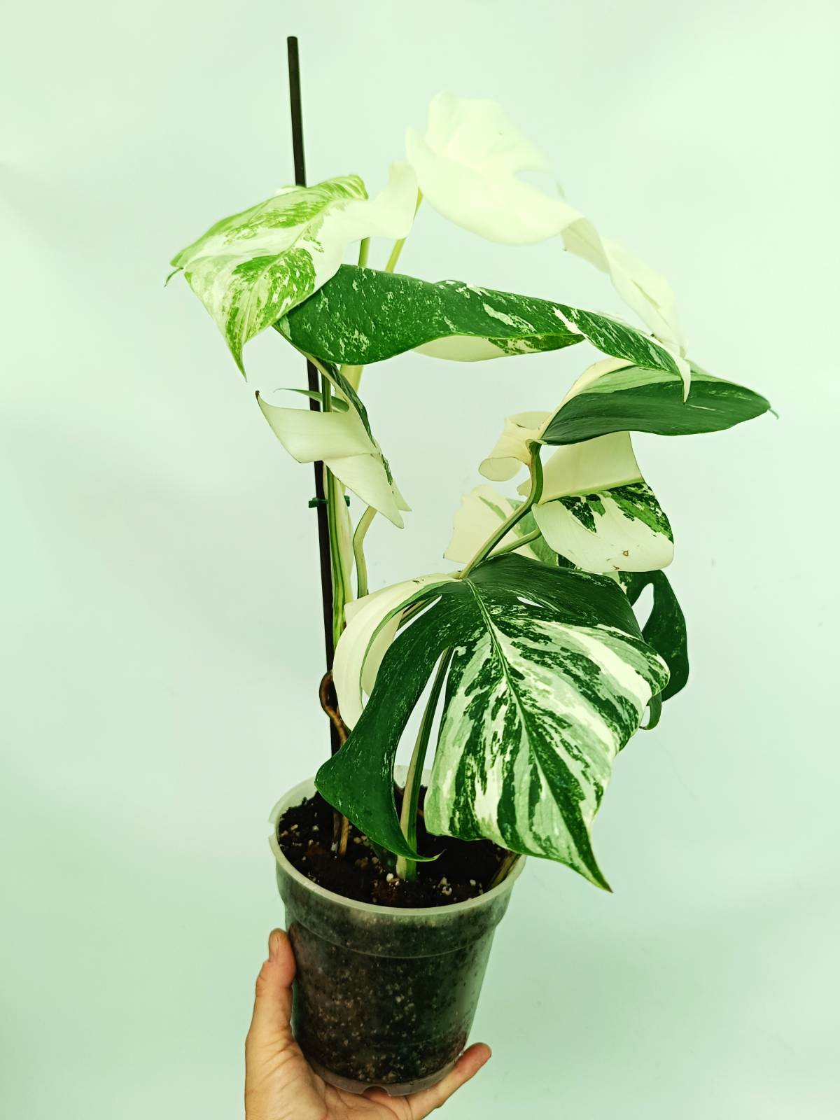 white albo monstera Monstera albo variegata EXTRA WHITE