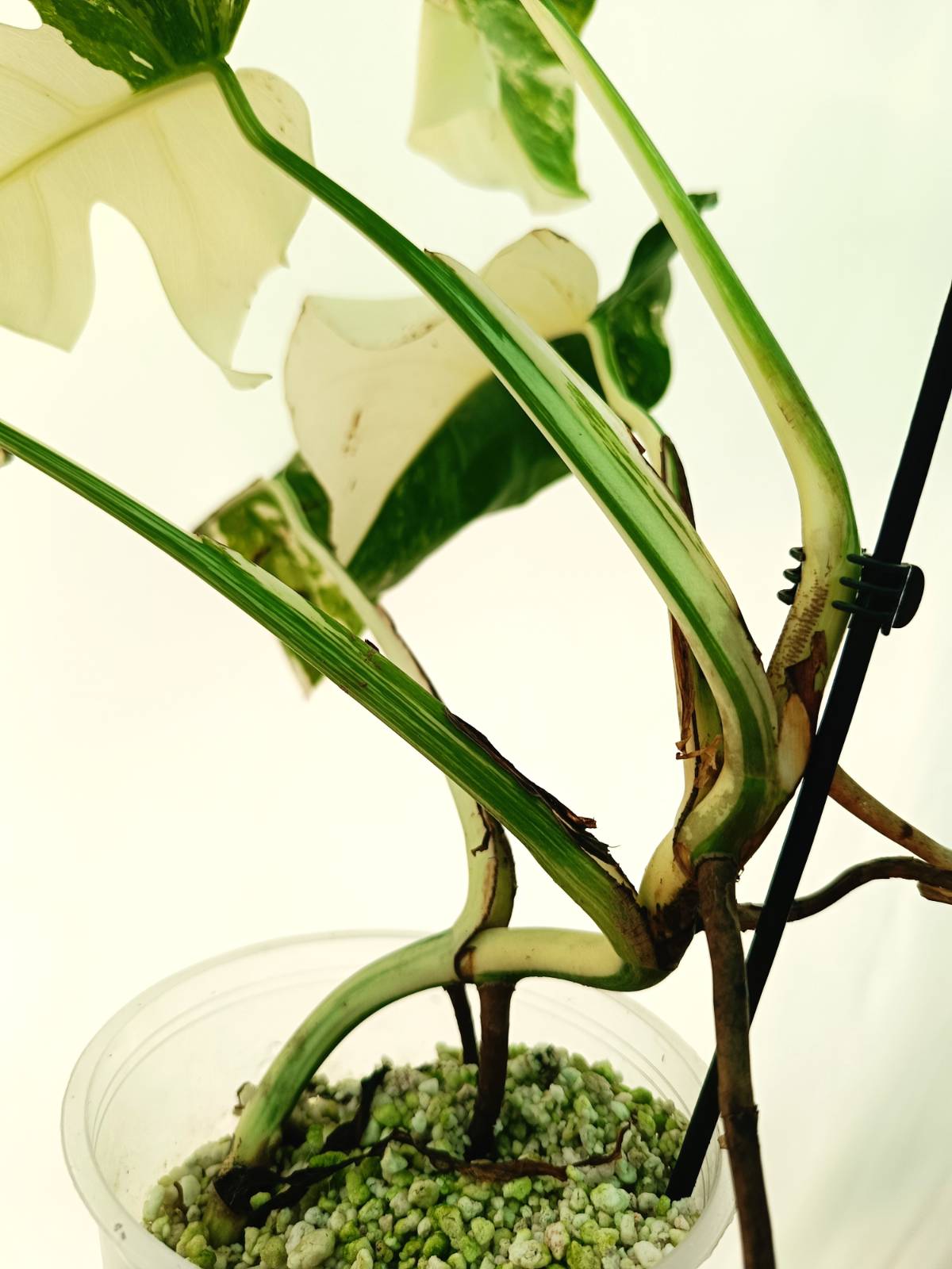 all white monstera albo Monstera albo variegata EXTRA WHITE