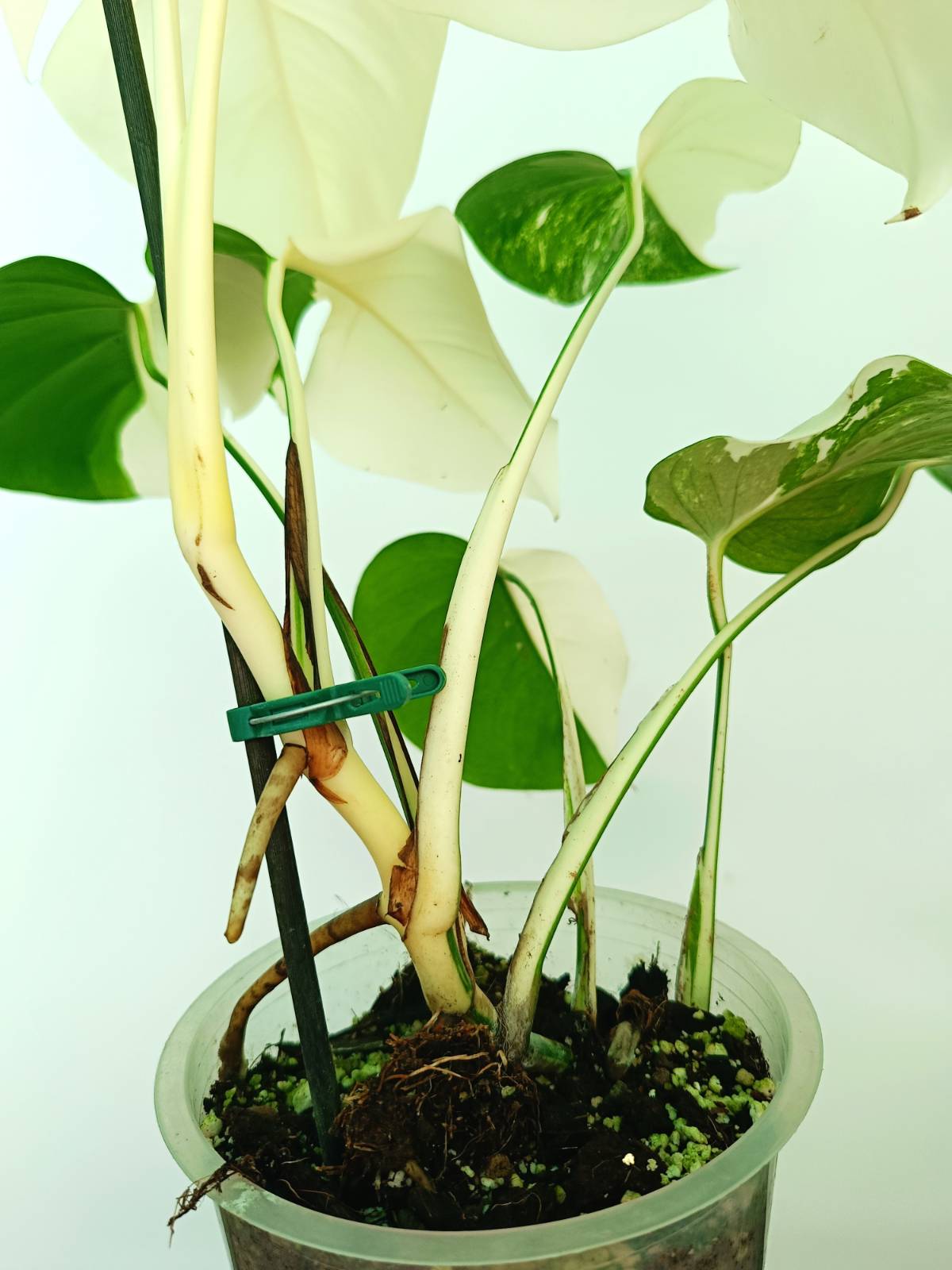 white albo monstera Monstera albo variegata EXTRA WHITE