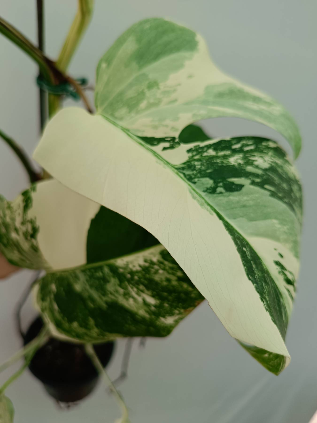 Monstera Albo Variegata