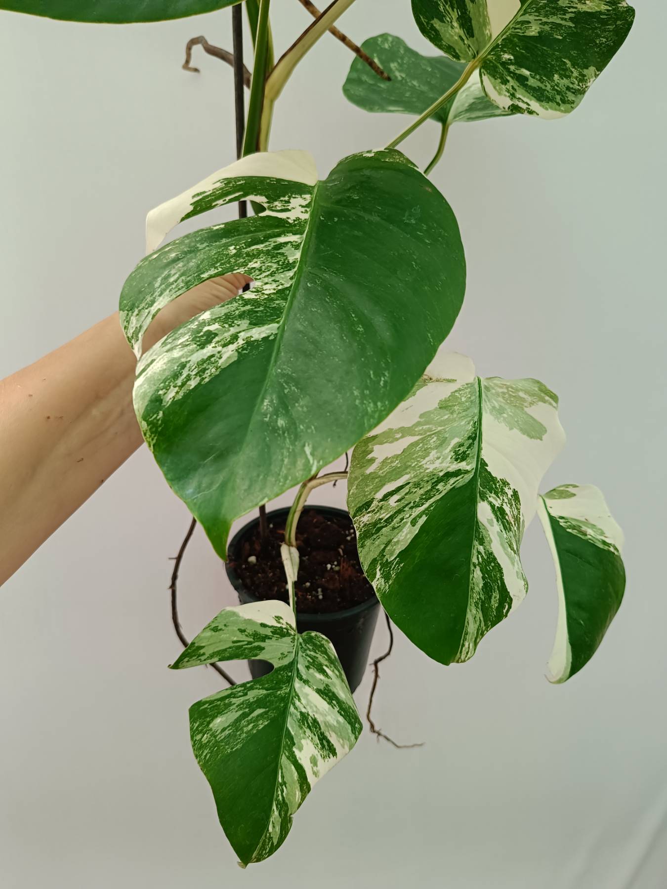 Monstera albo variegata 