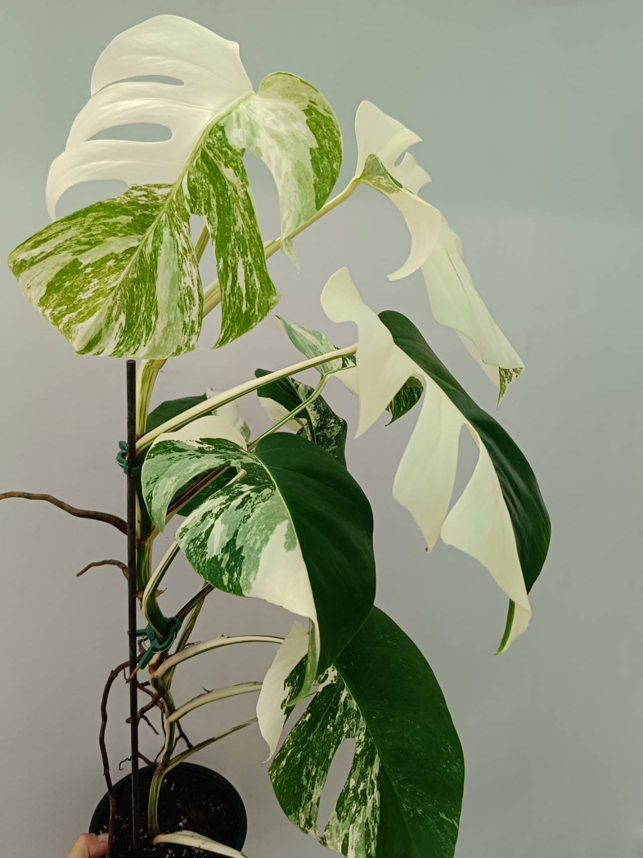 Monstera Albo Variegata