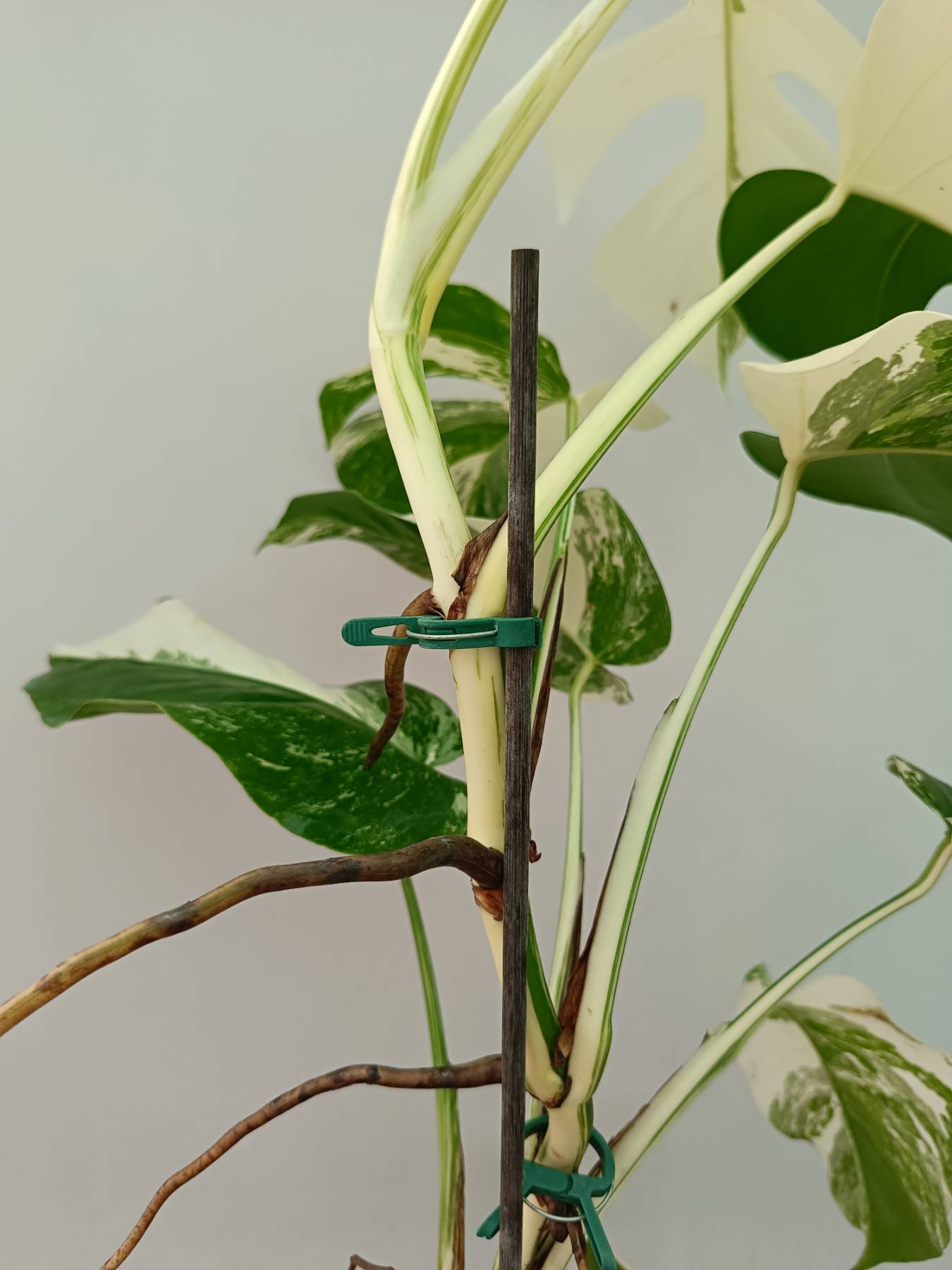 Monstera Albo Variegata