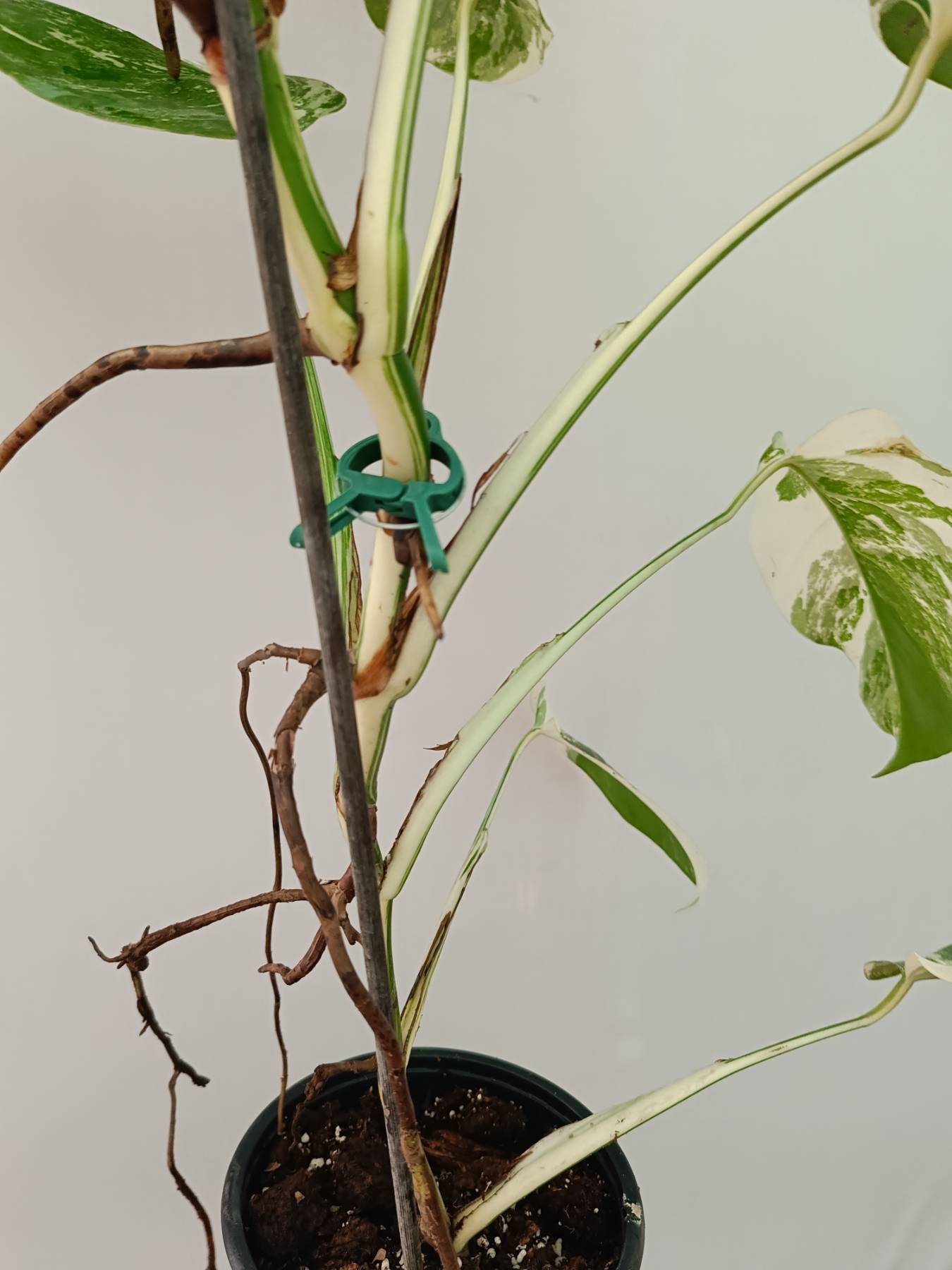 Monstera Albo Variegata