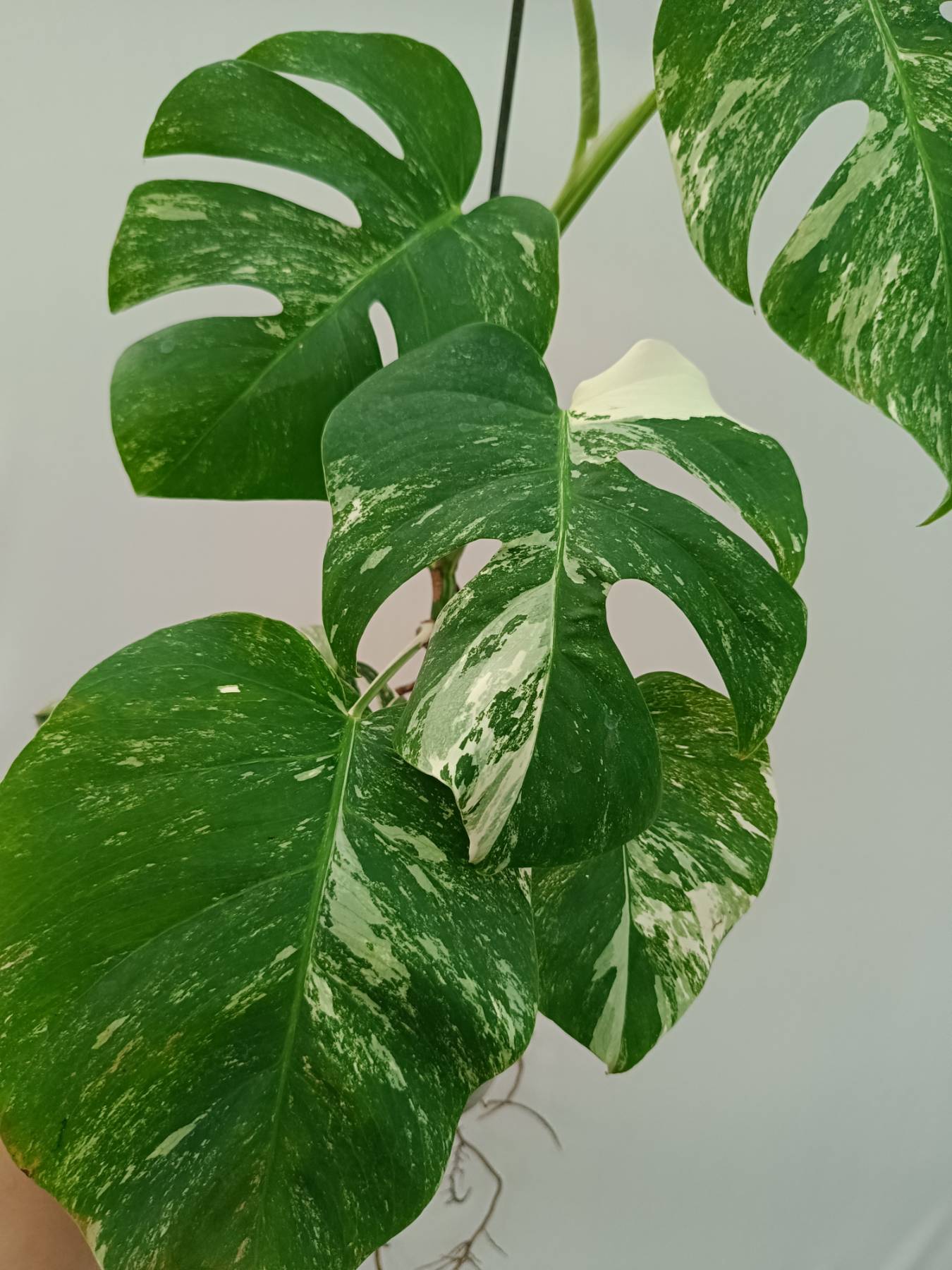 Monstera Albo Variegata