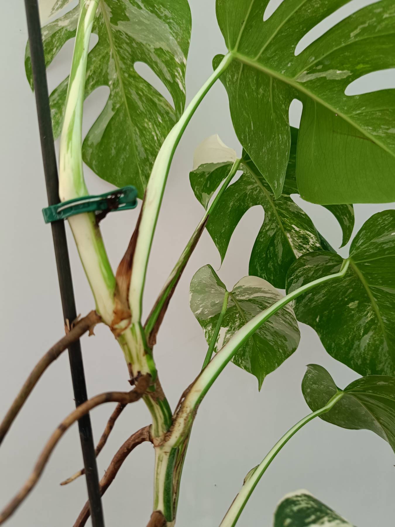 Monstera Albo Variegata