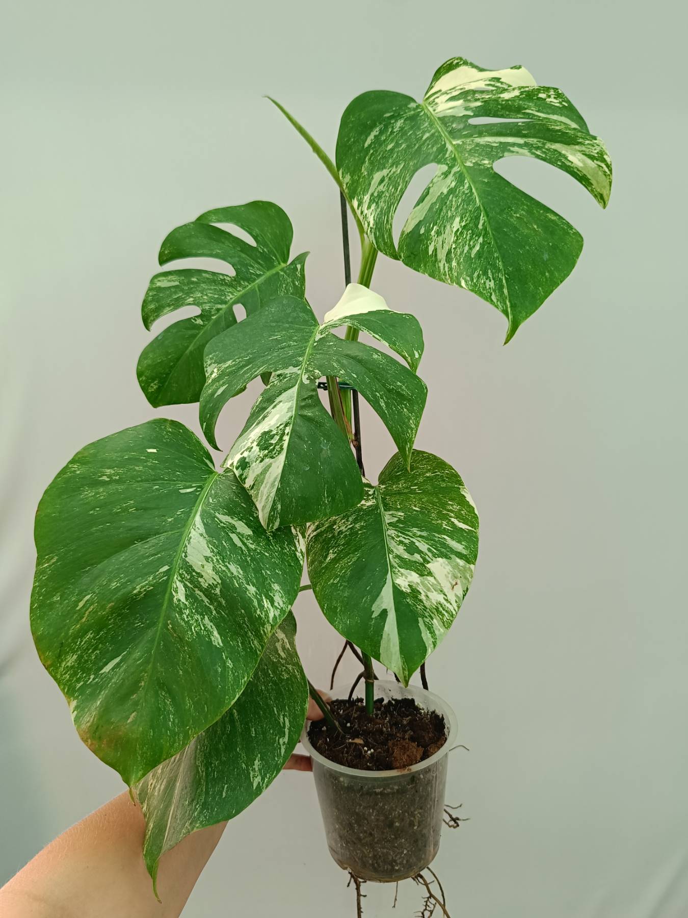 Monstera Albo Variegata