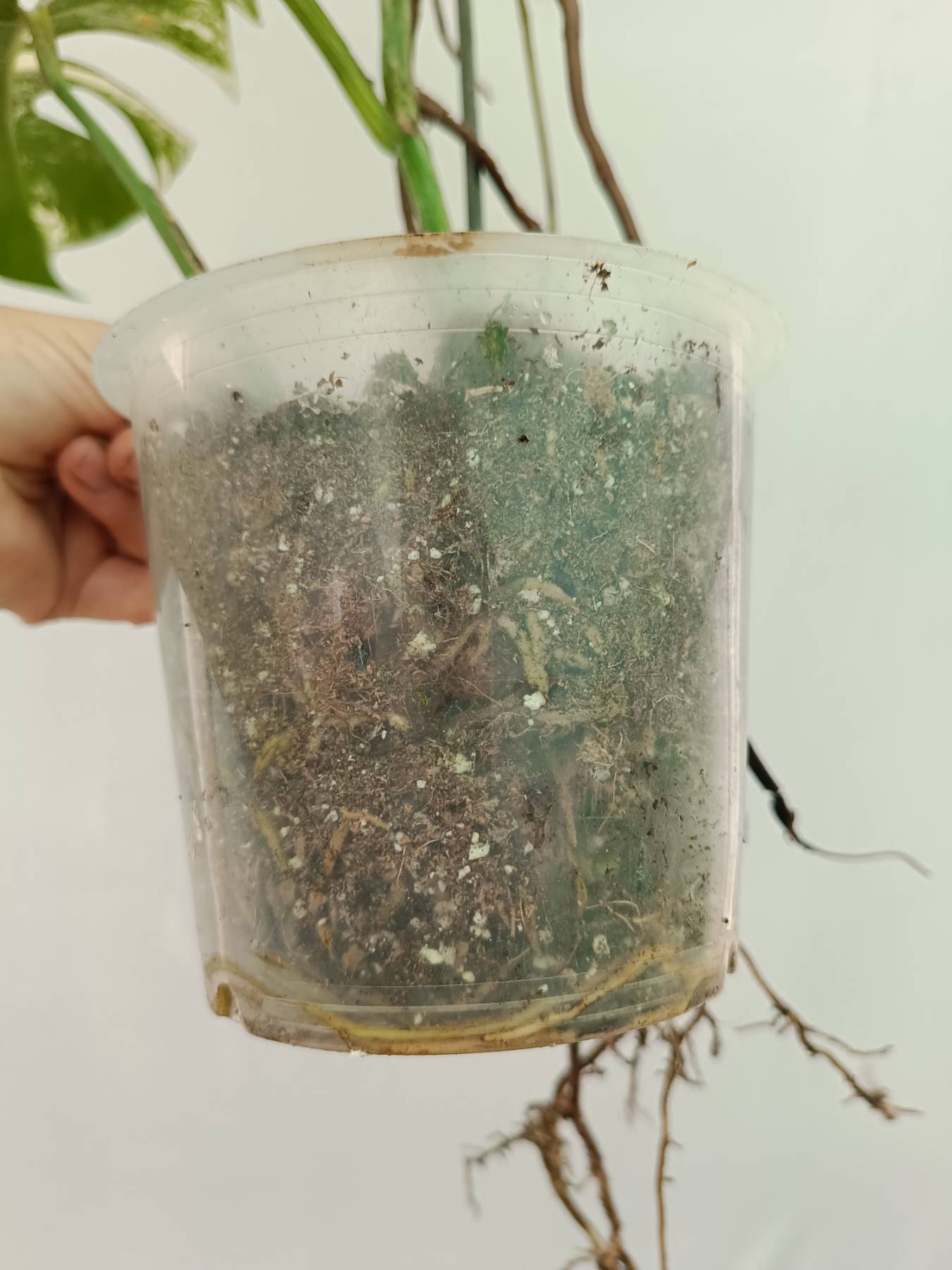 Monstera Albo Variegata