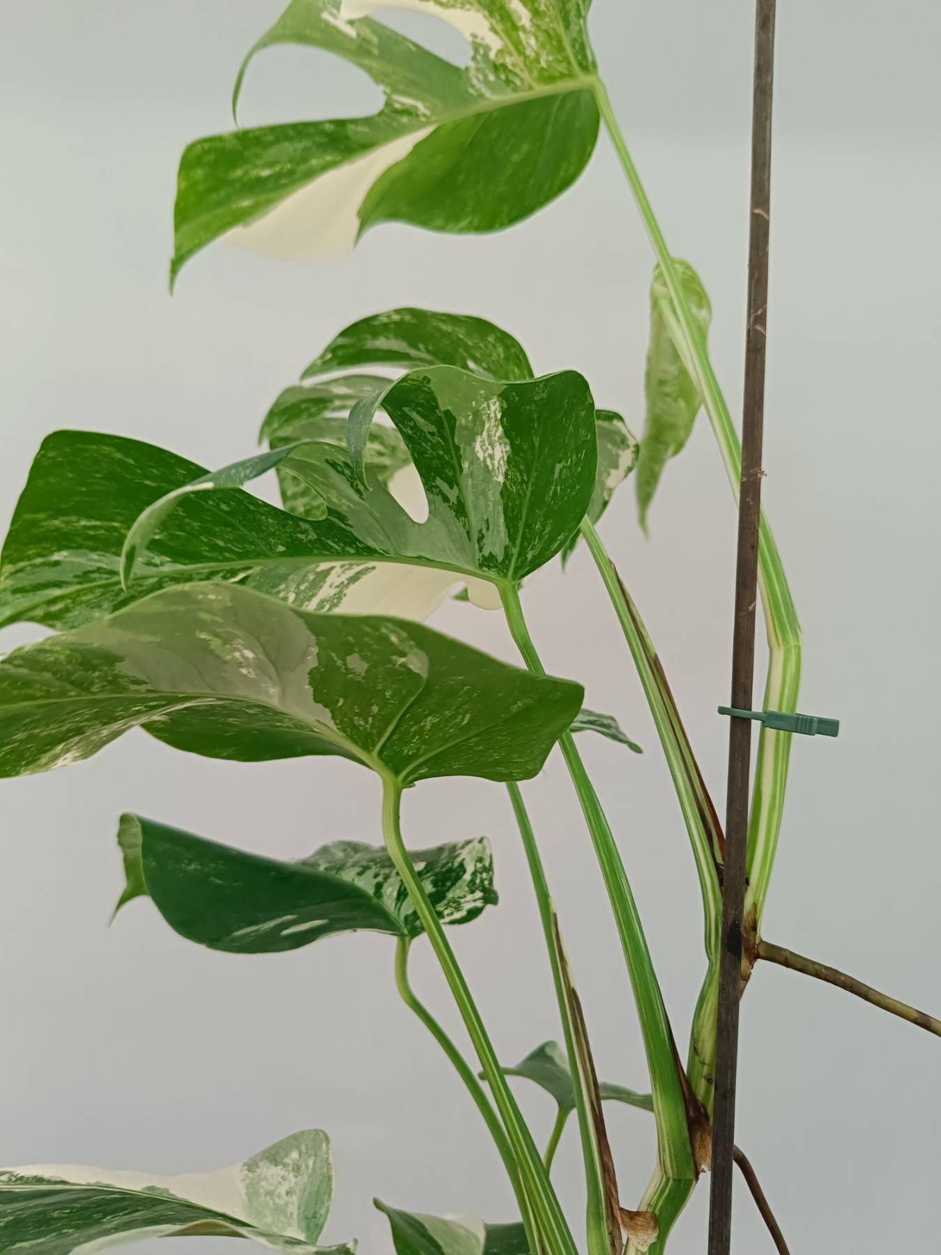 Monstera albo variegata 