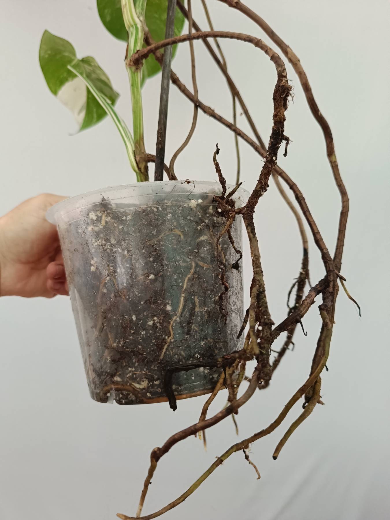 Monstera albo variegata 