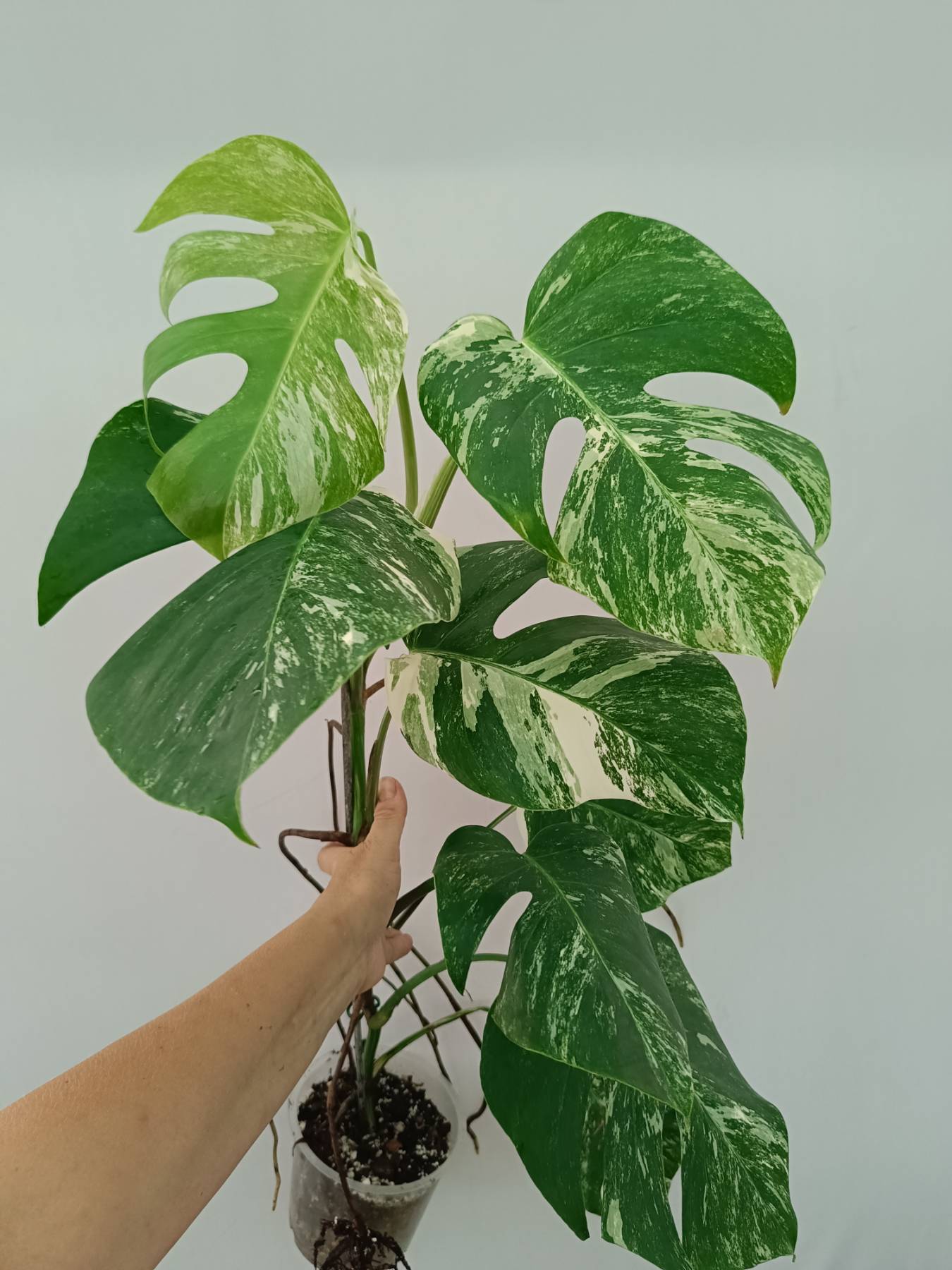 Monstera Albo Variegata