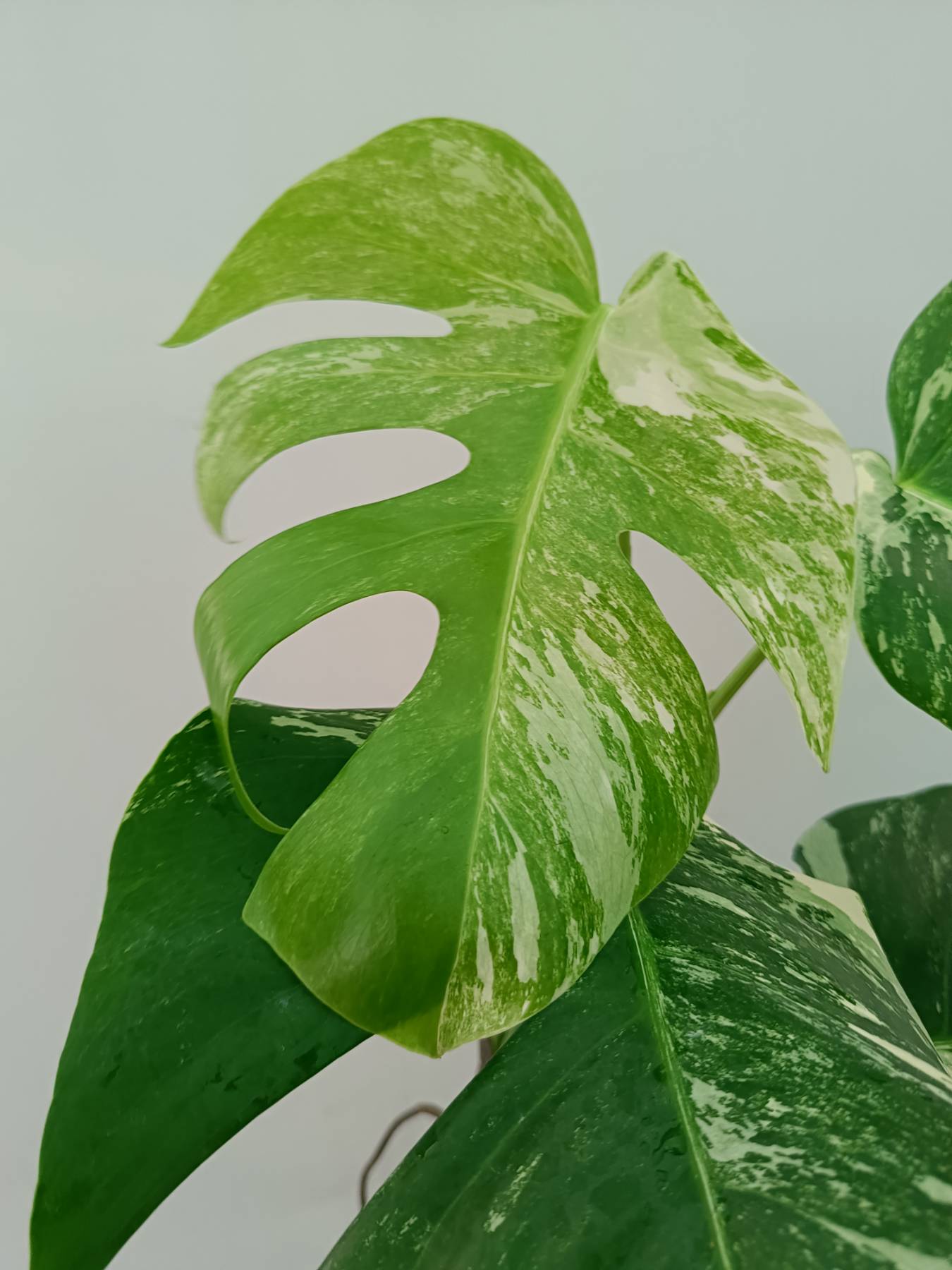 Monstera Albo Variegata