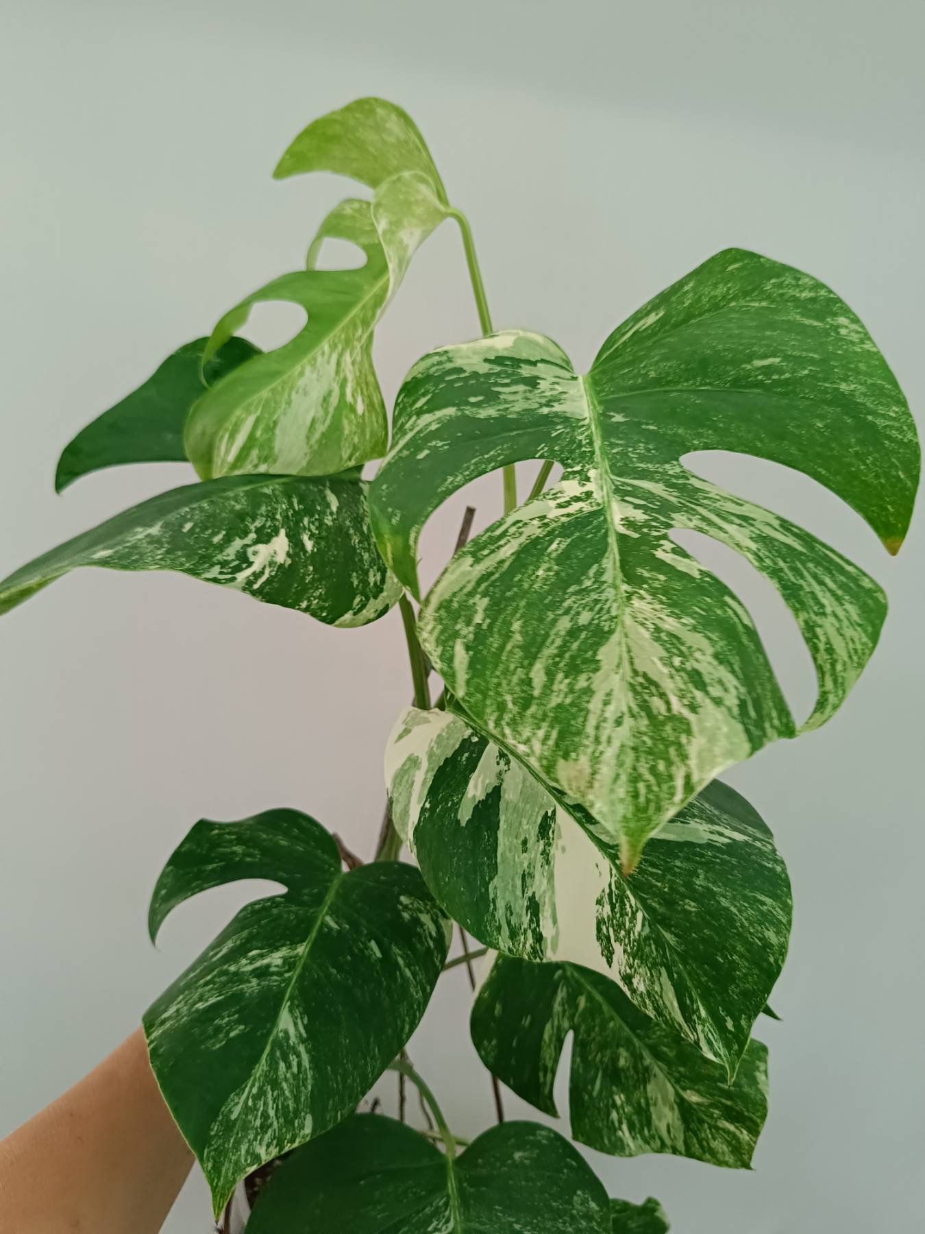 Monstera Albo Variegata