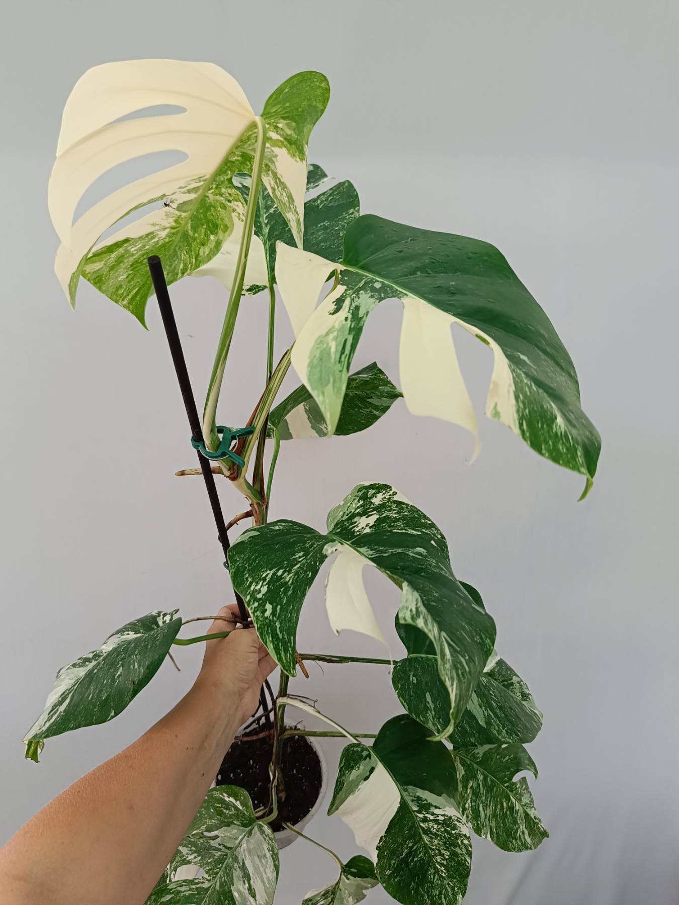 Monstera Albo Variegata