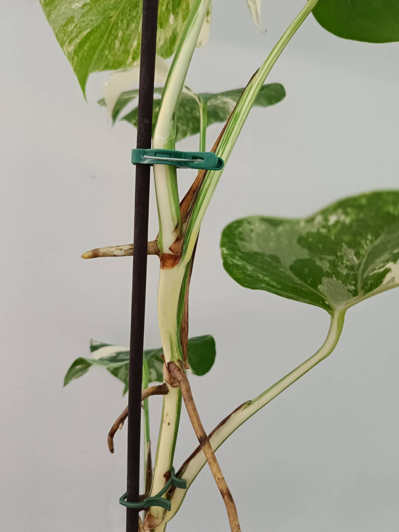 Monstera Albo Variegata