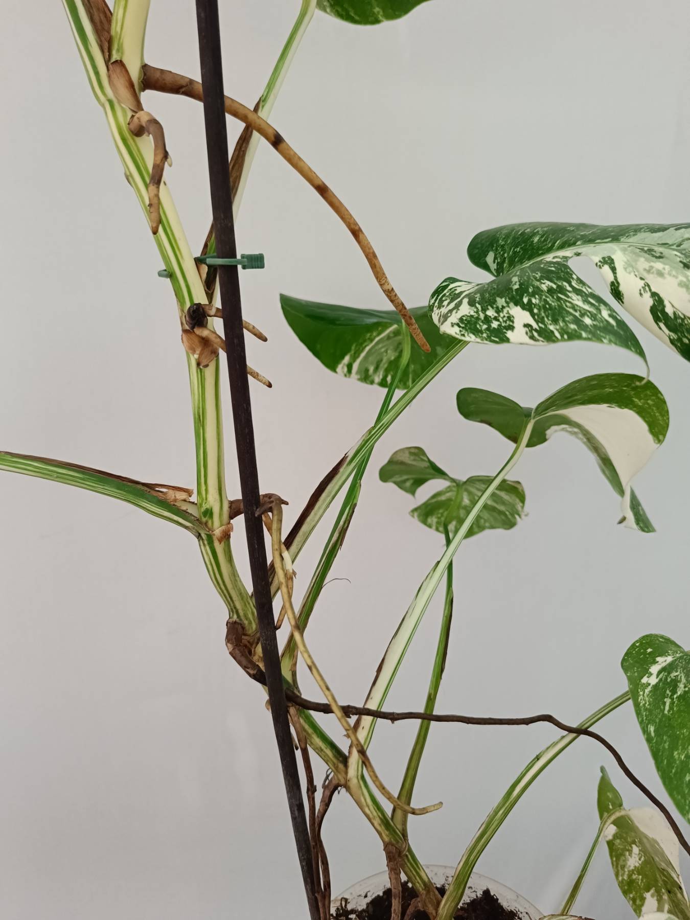 Monstera Albo Variegata