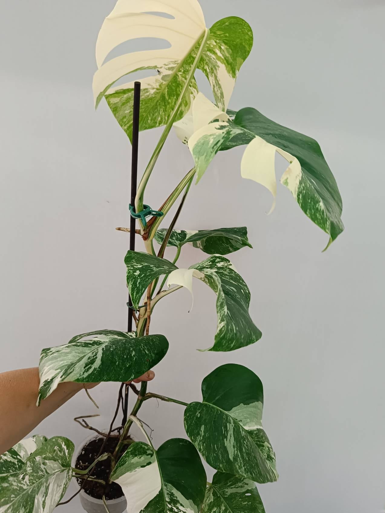 Monstera Albo Variegata
