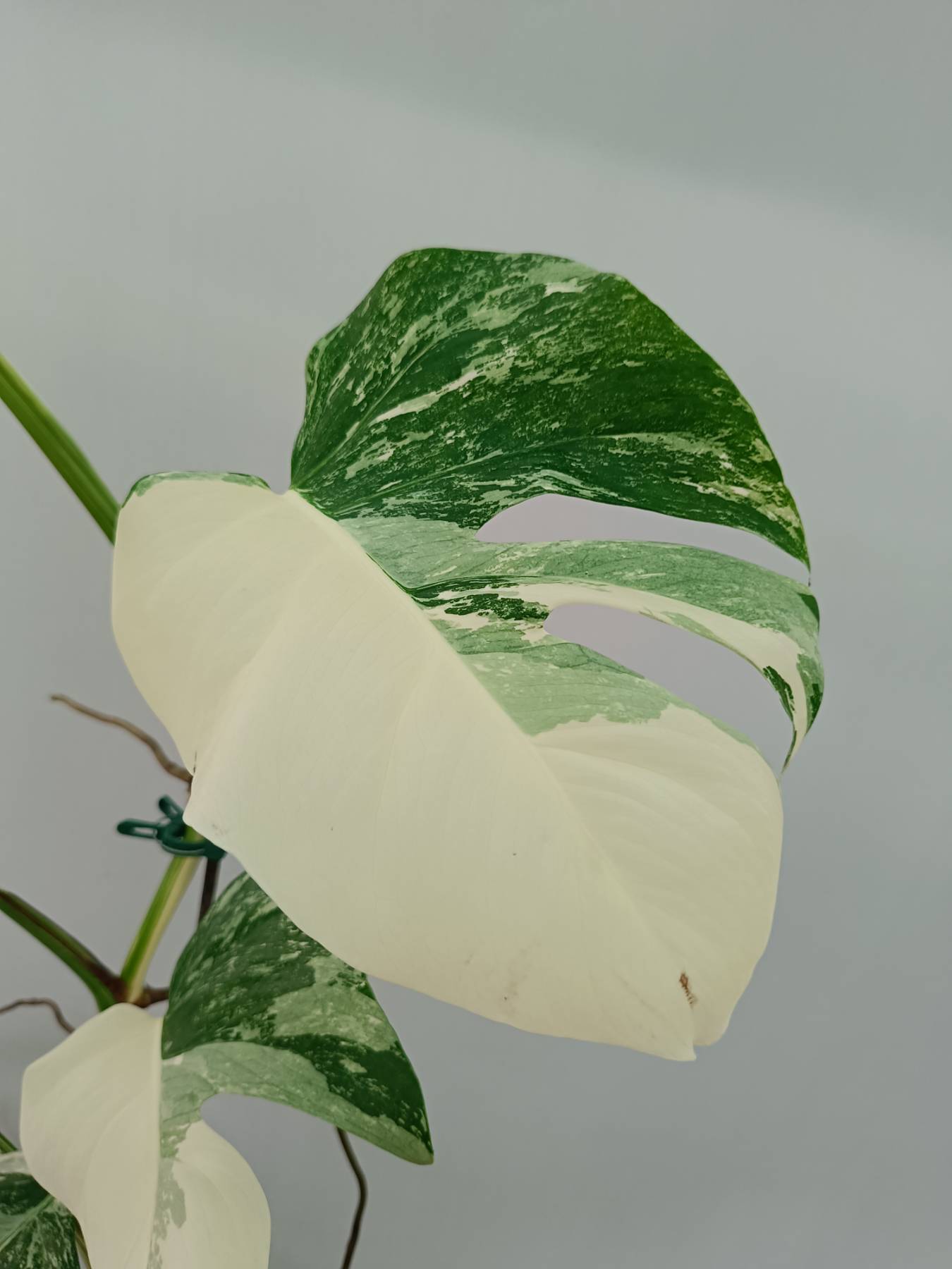 Monstera Albo Variegata
