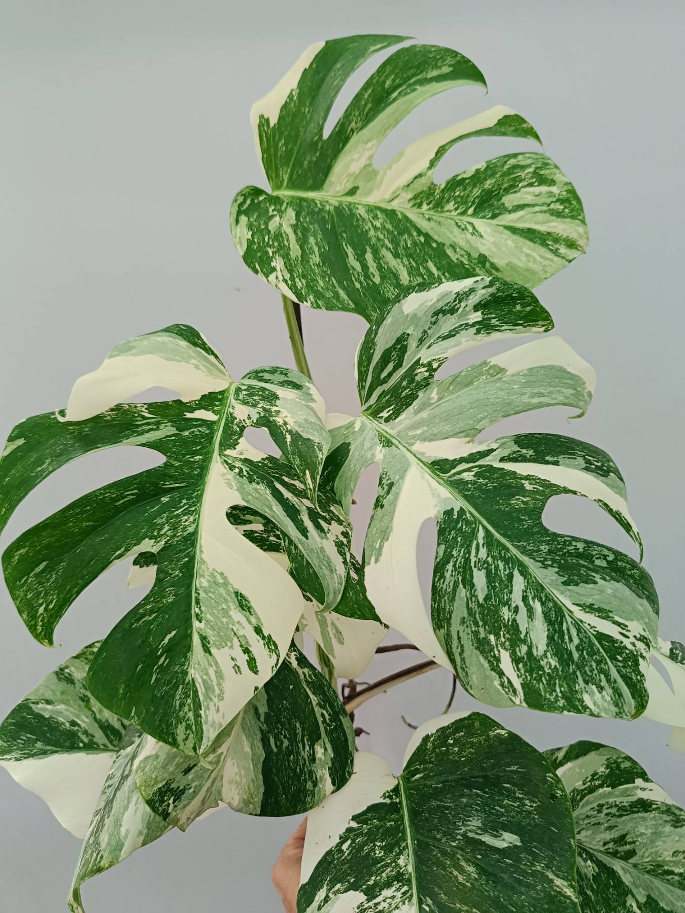 Monstera Albo Variegata