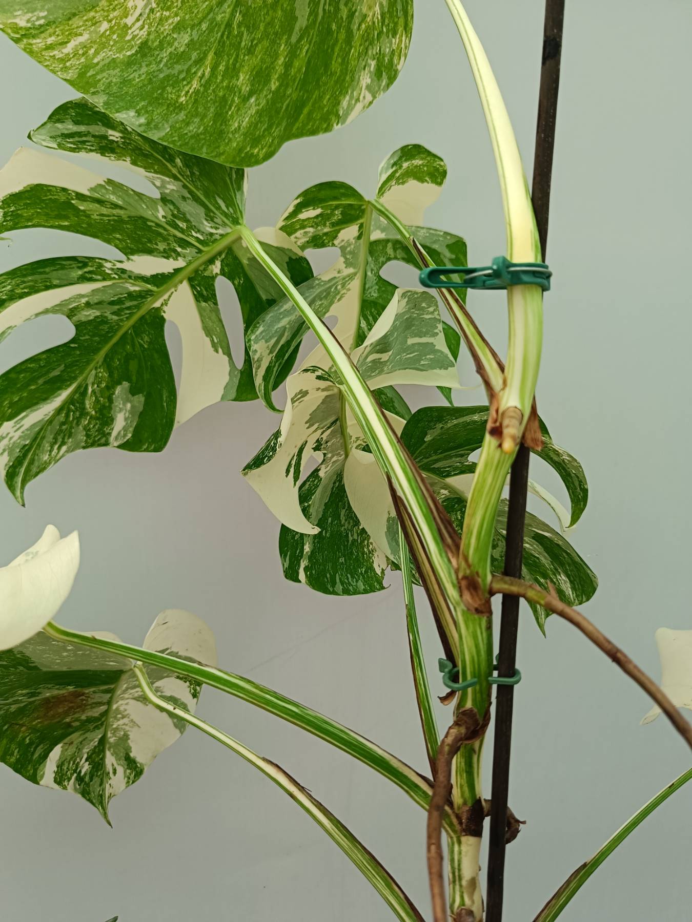 Monstera albo variegata 