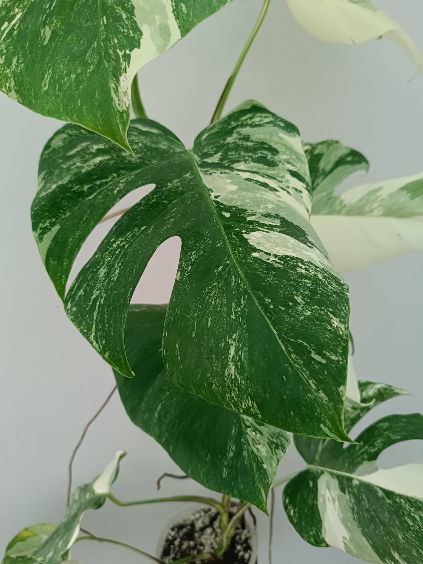 Monstera Albo Variegata