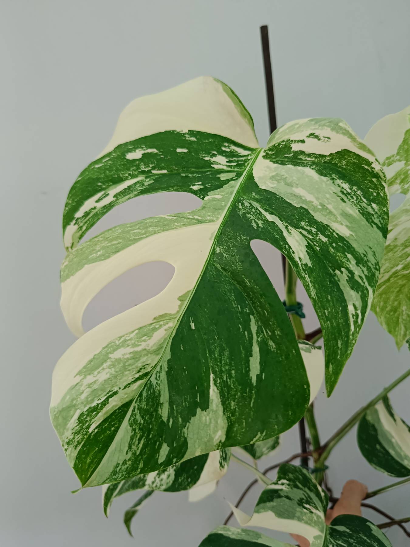 Monstera Albo Variegata