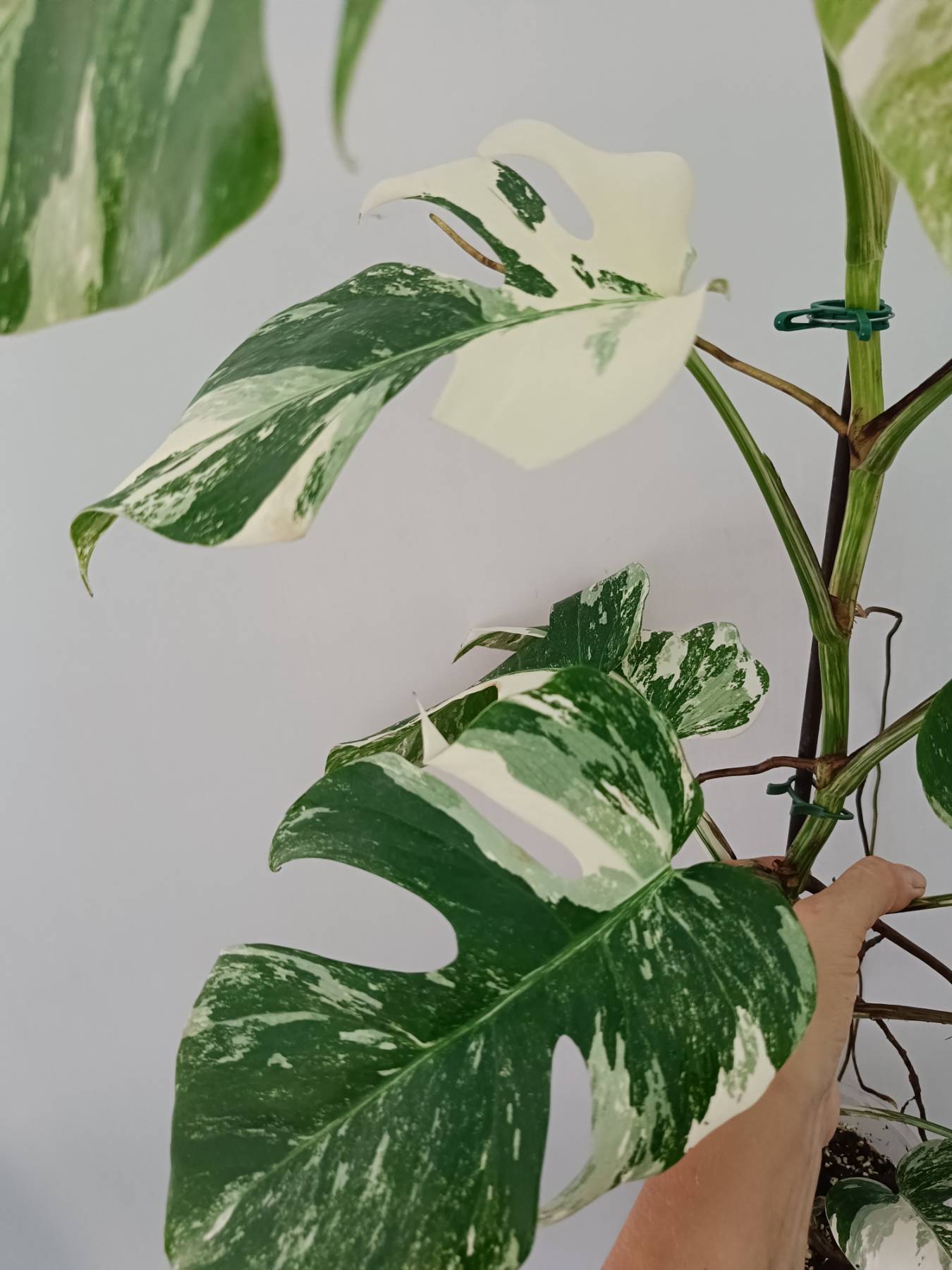 Monstera Albo Variegata