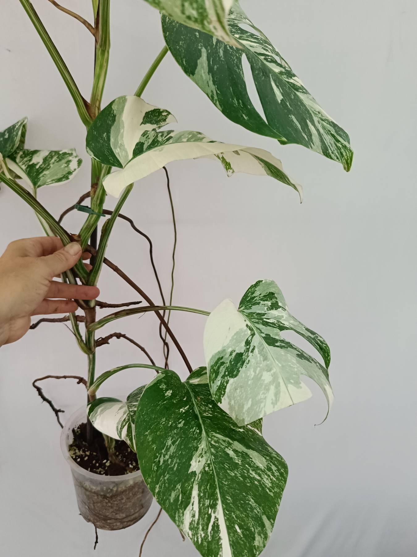 Monstera Albo Variegata