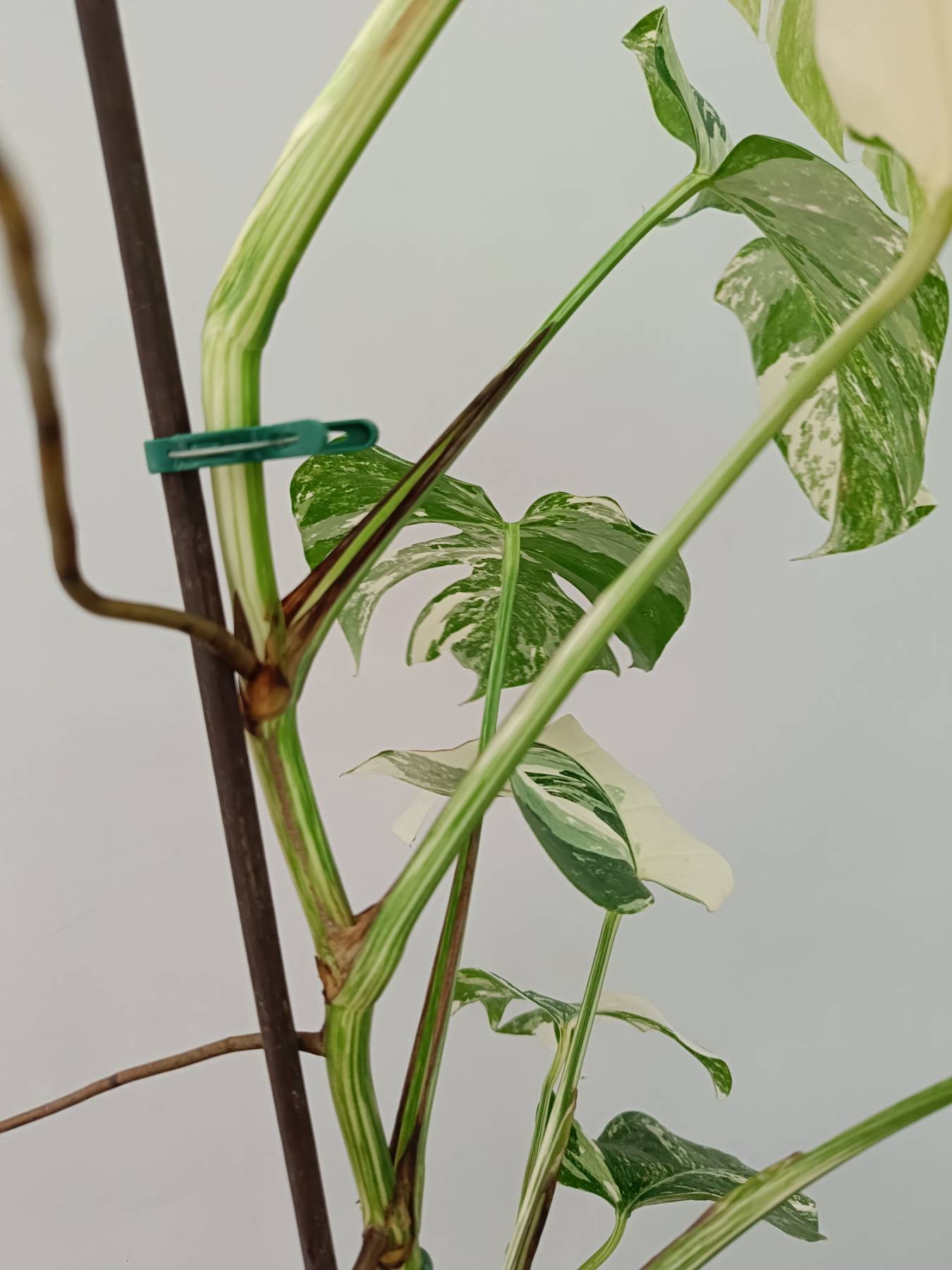 Monstera Albo Variegata