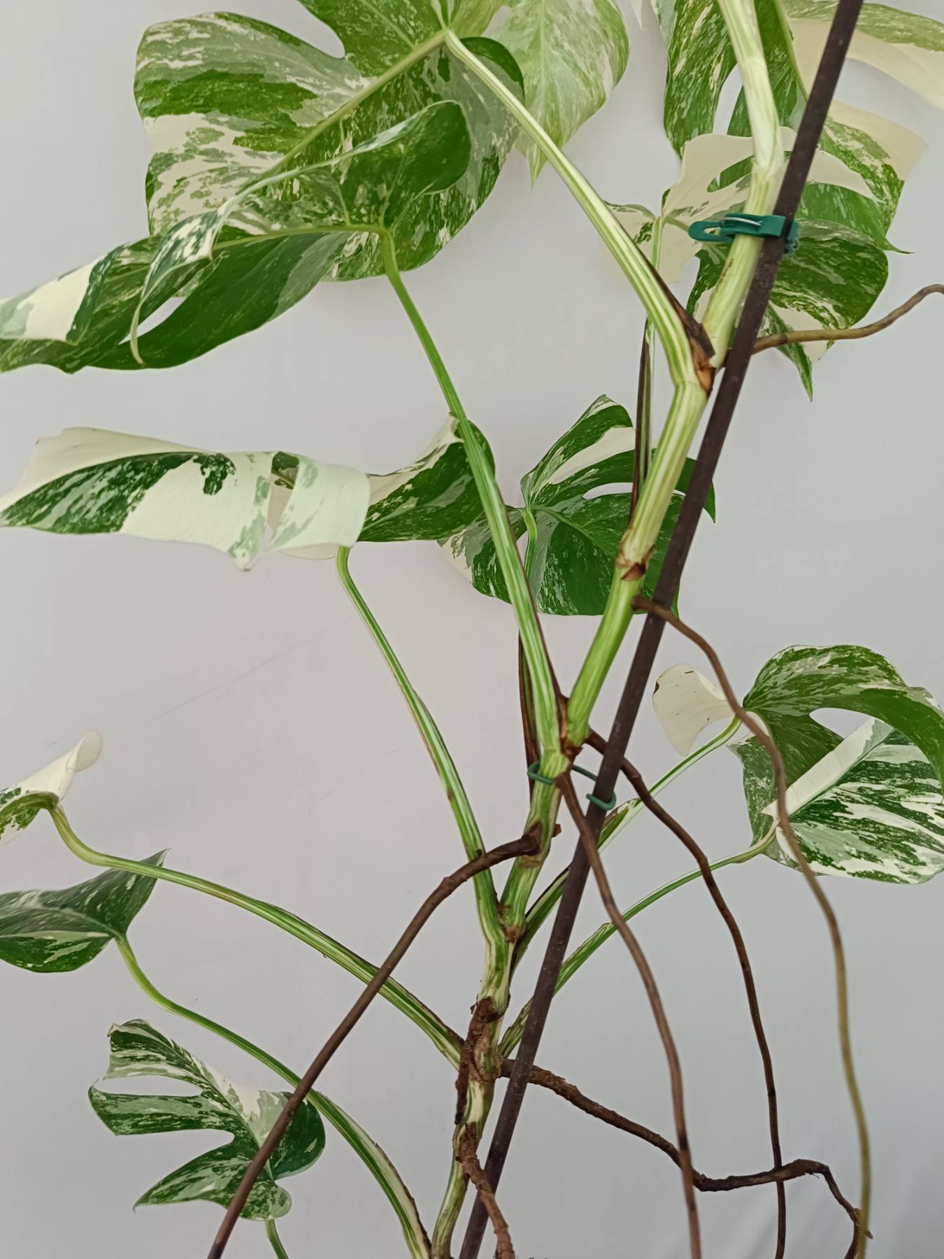 Monstera Albo Variegata
